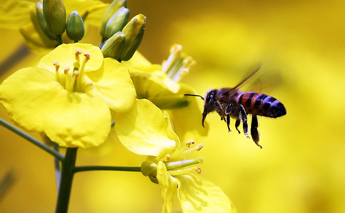 蜜蜂与菜花