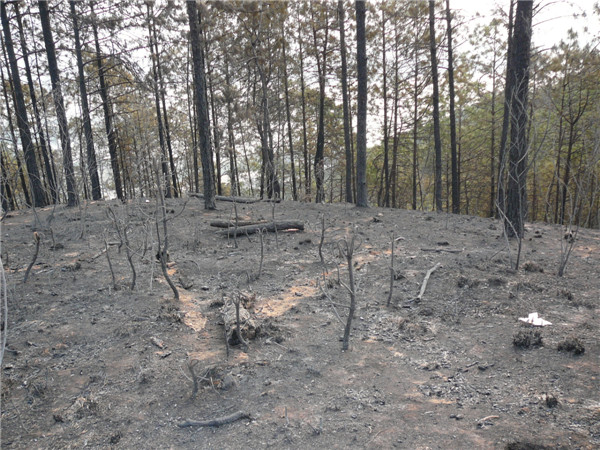 发几张泸山.3.18山火后的图片损失惨重