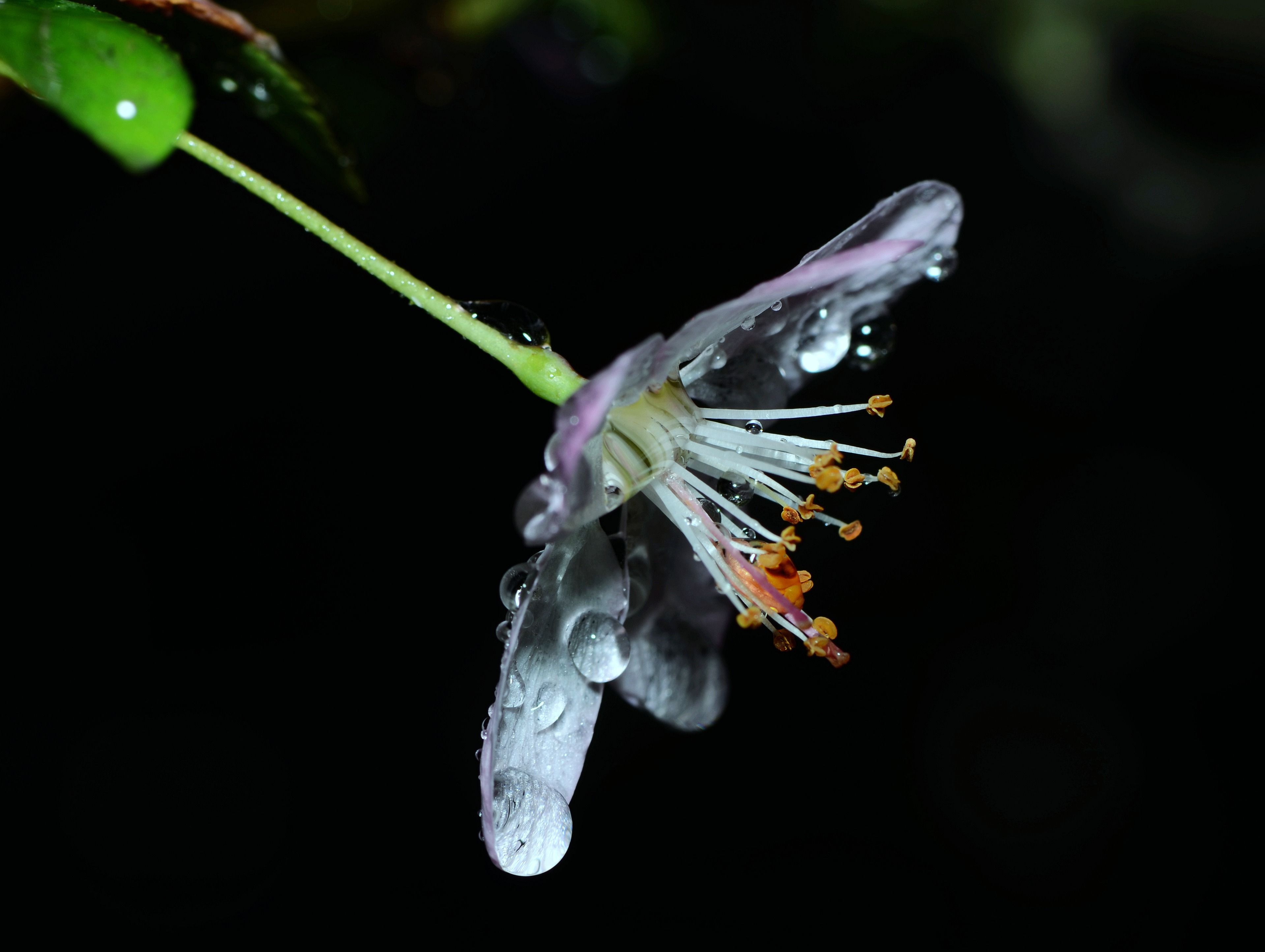 雨后残花