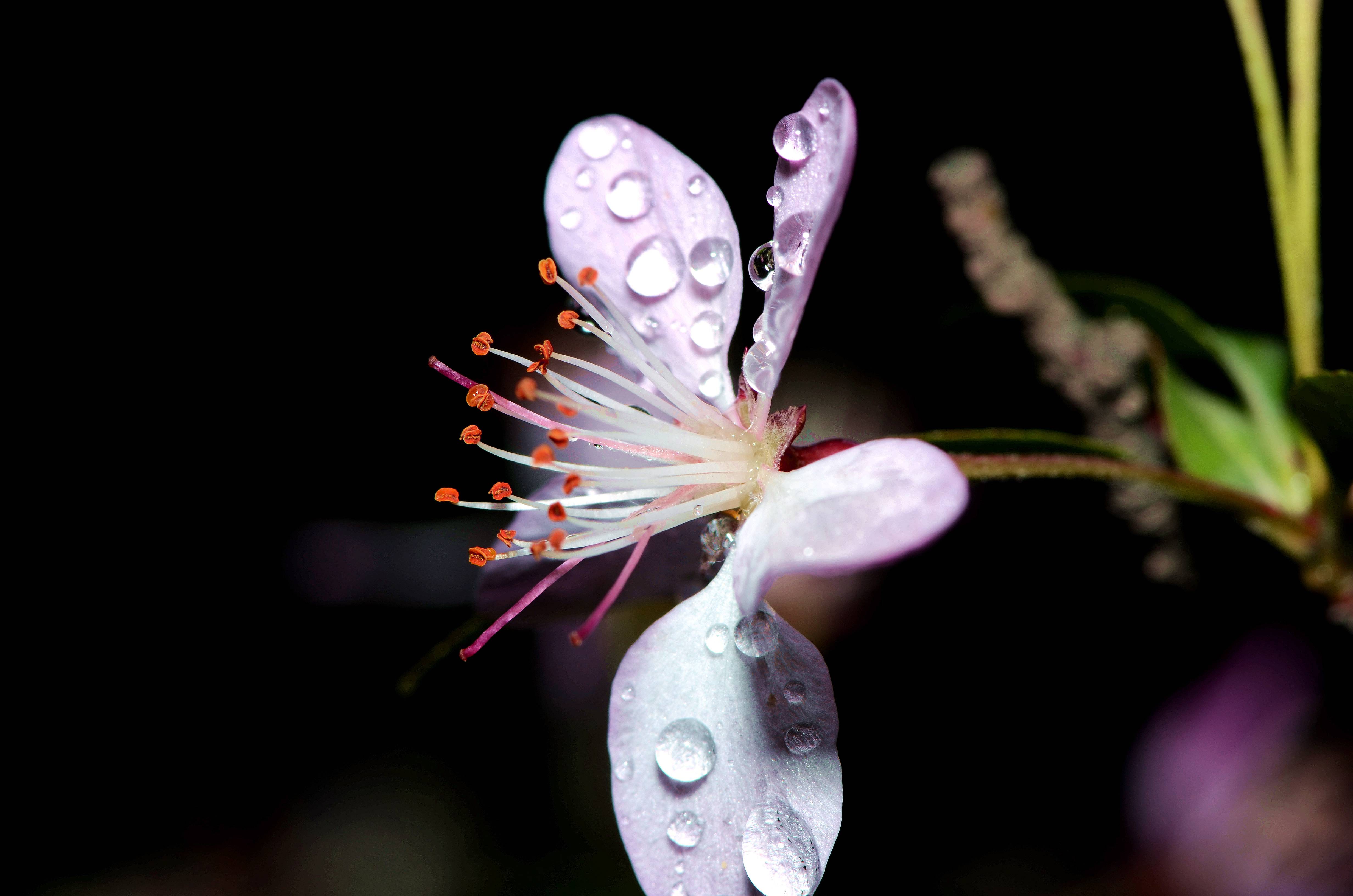 雨后残花