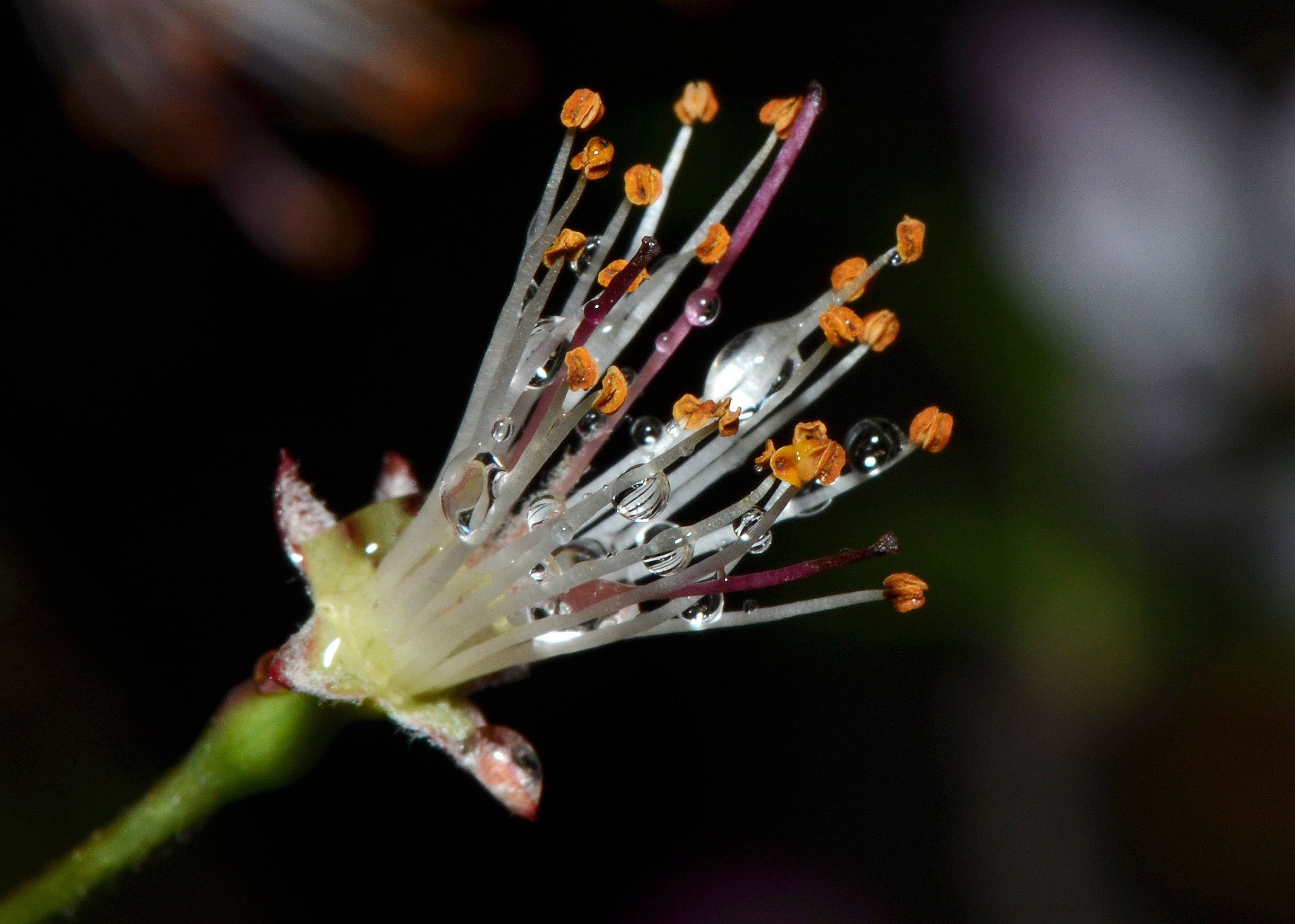 雨后残花