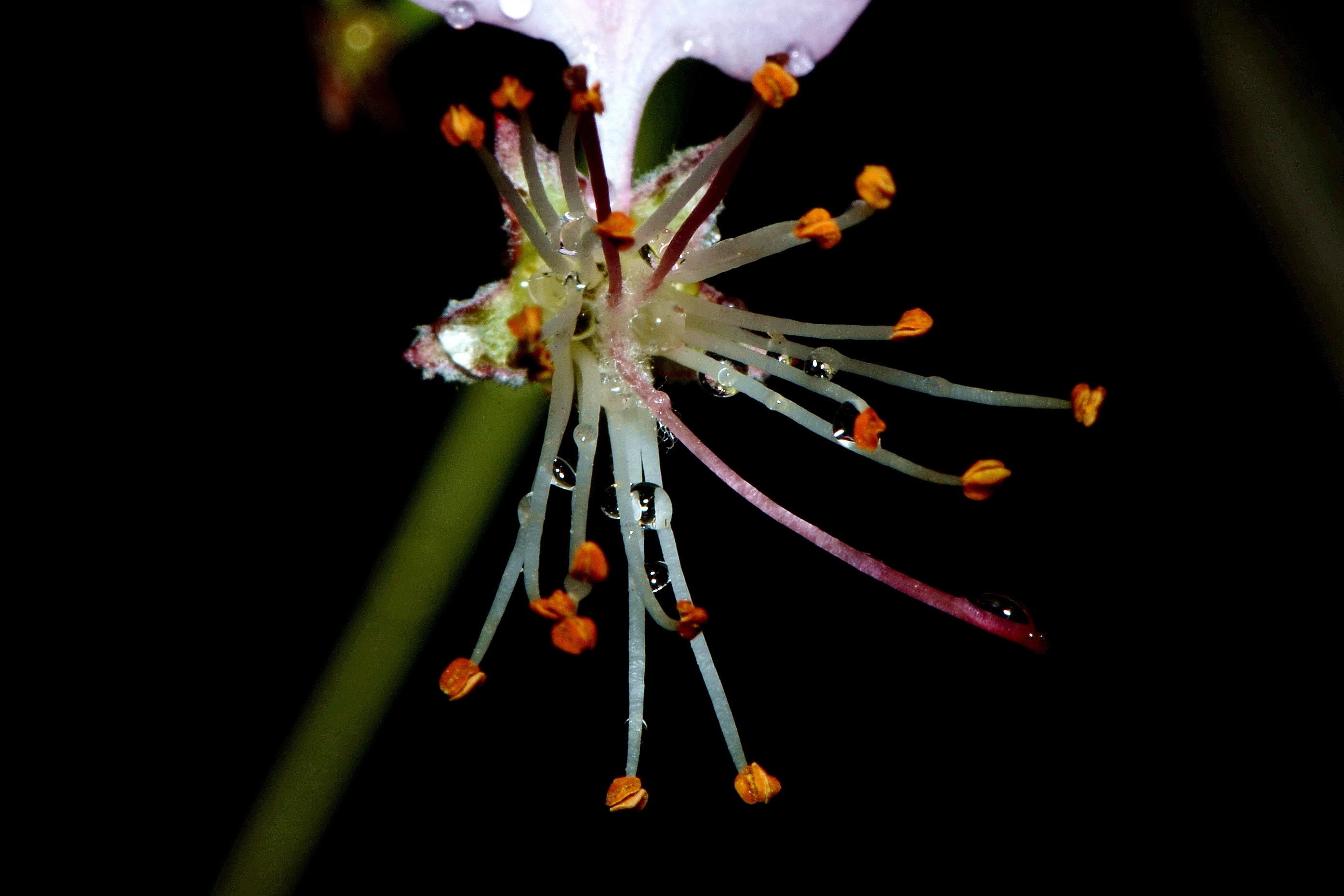 雨後殘花