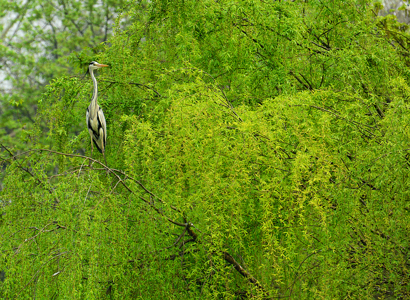 DSC_2630.jpg