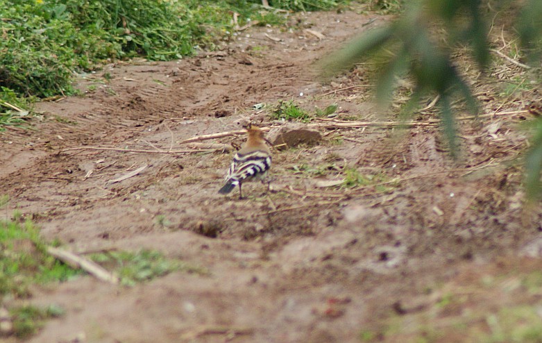 DSC01004_conew1.jpg