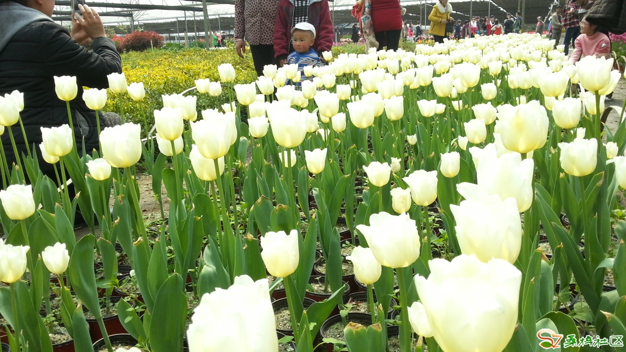 【随感】看绵阳松娅的郁金香花卉基地,感觉盐亭西部花都要深思
