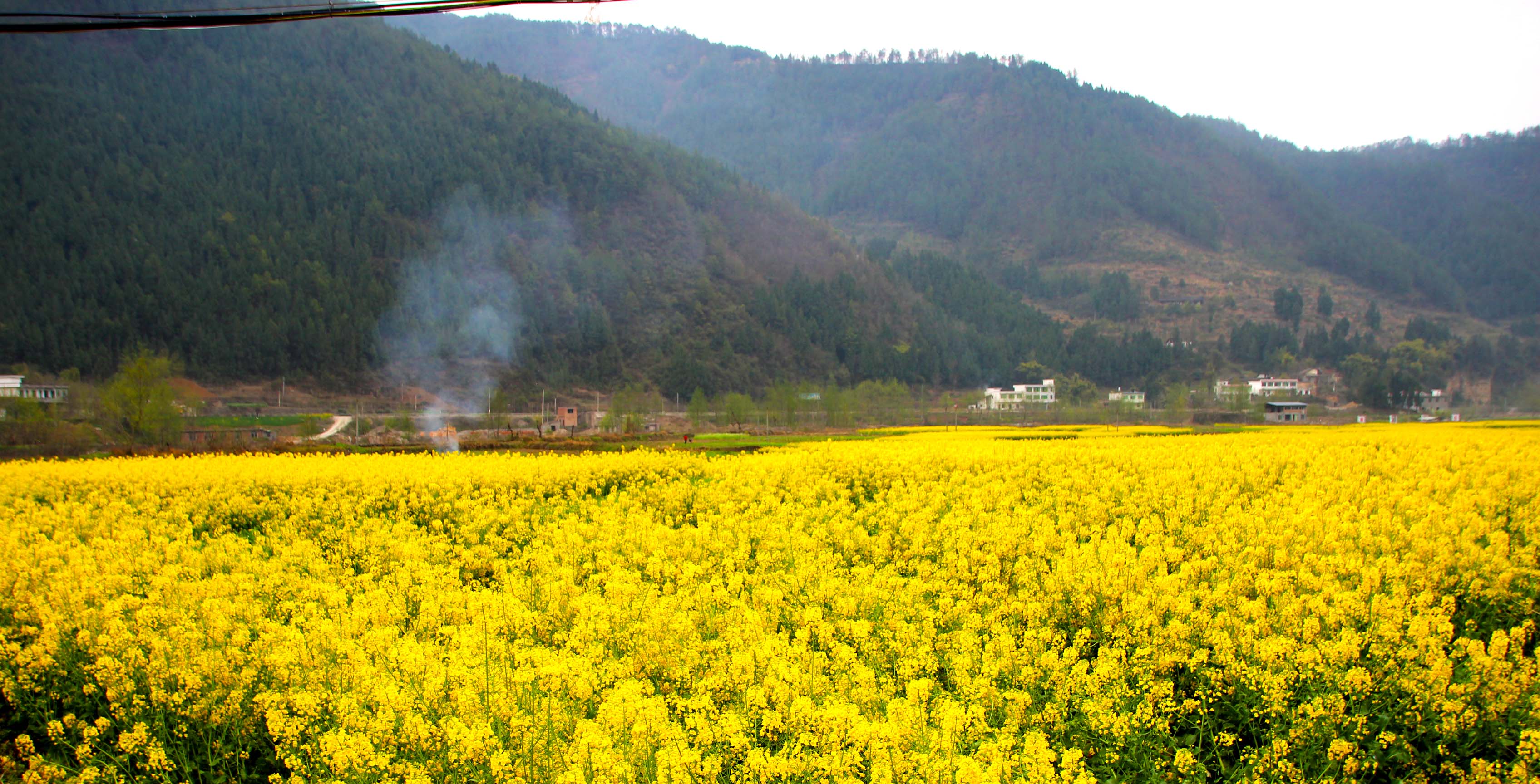 南江县流坝乡的油菜花