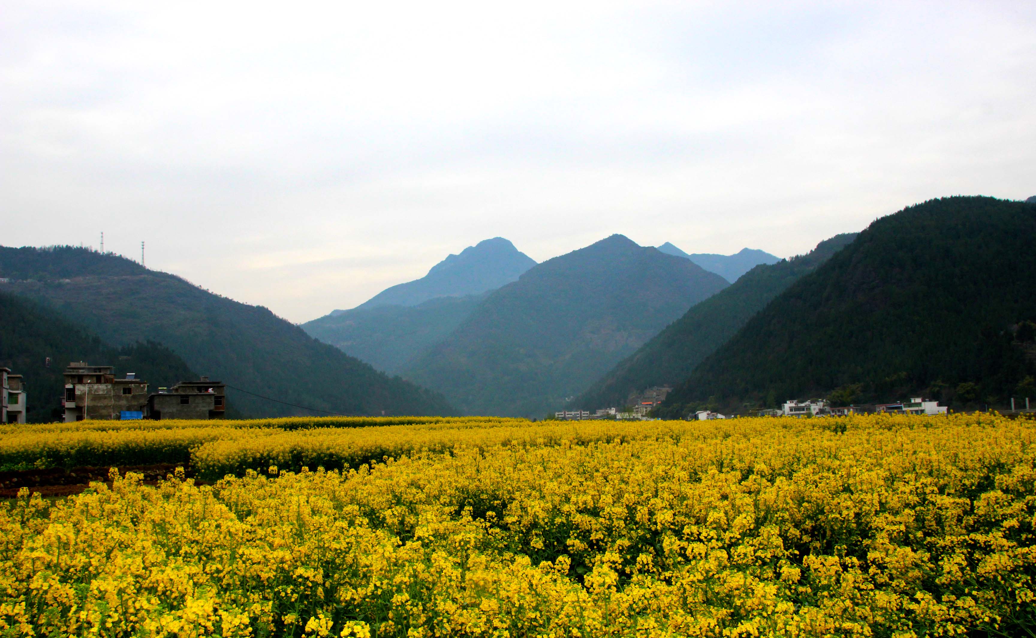 南江县流坝乡的油菜花