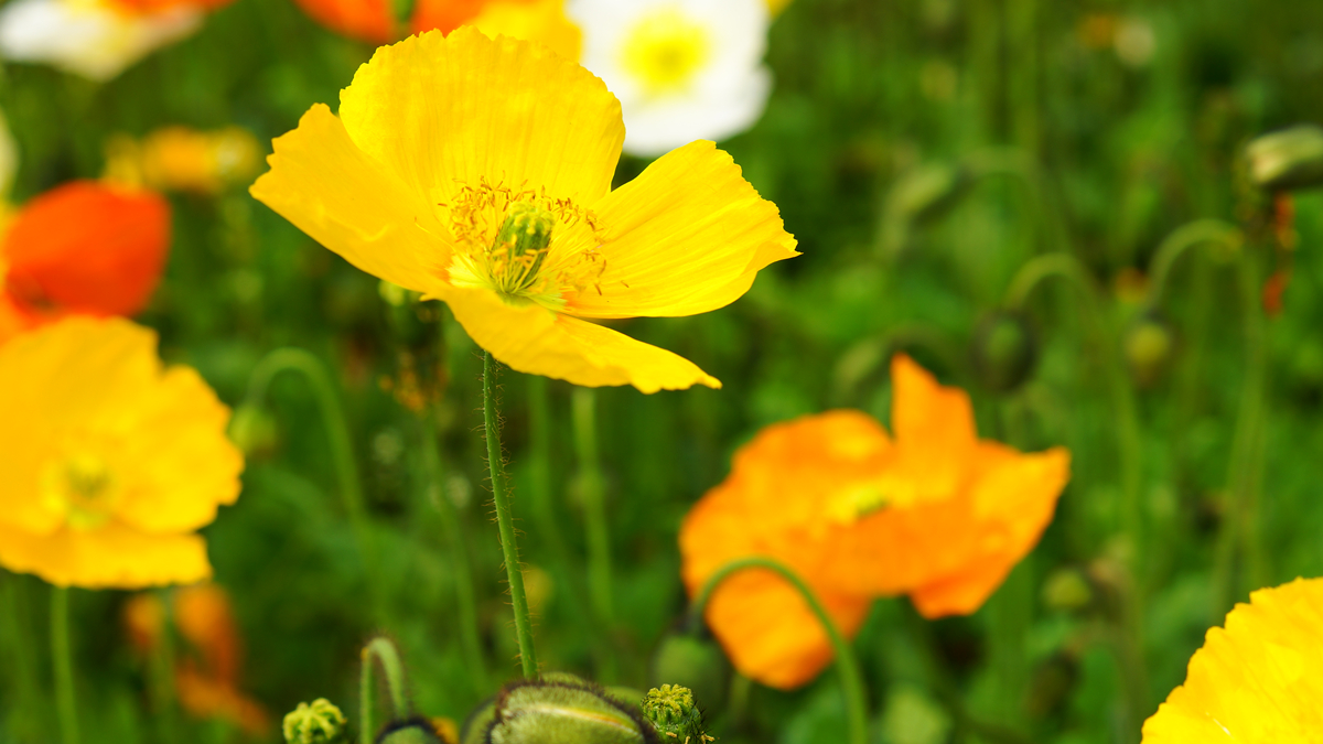 DSC08521_.jpg