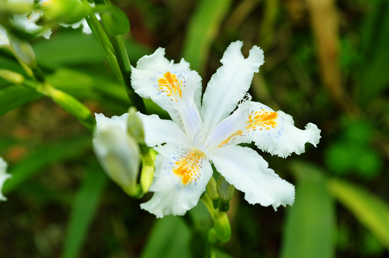 生长在杂草丛中的铁扁担花