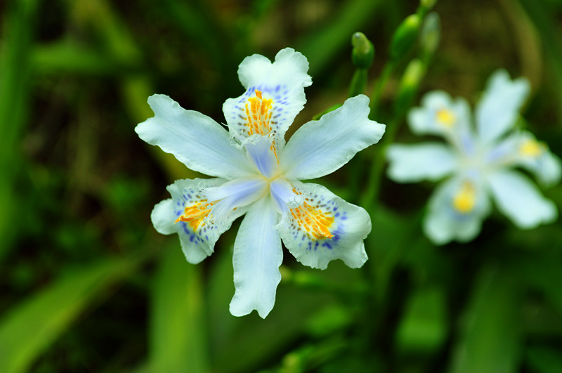生长在杂草丛中的铁扁担花