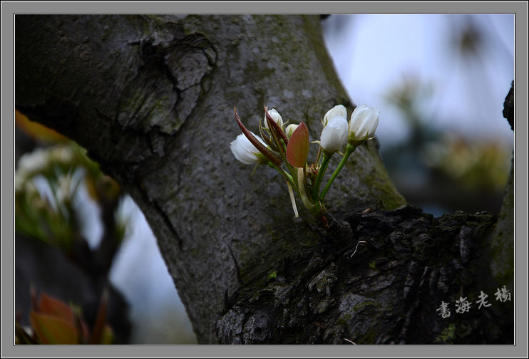 69 苍溪梨花繁又繁 寂寞孤洲                        铁树开花!