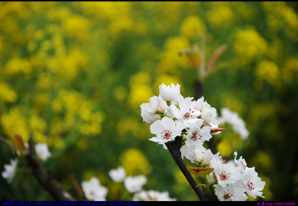 DSC_4793m.jpg