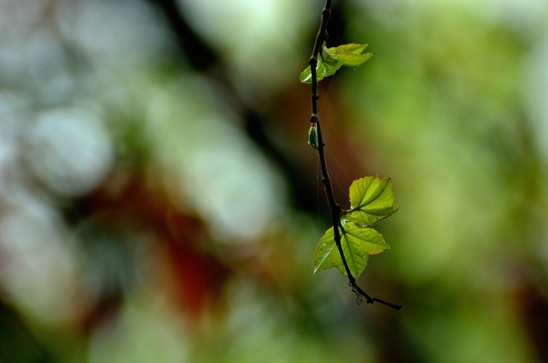 DSC_8530_.jpg