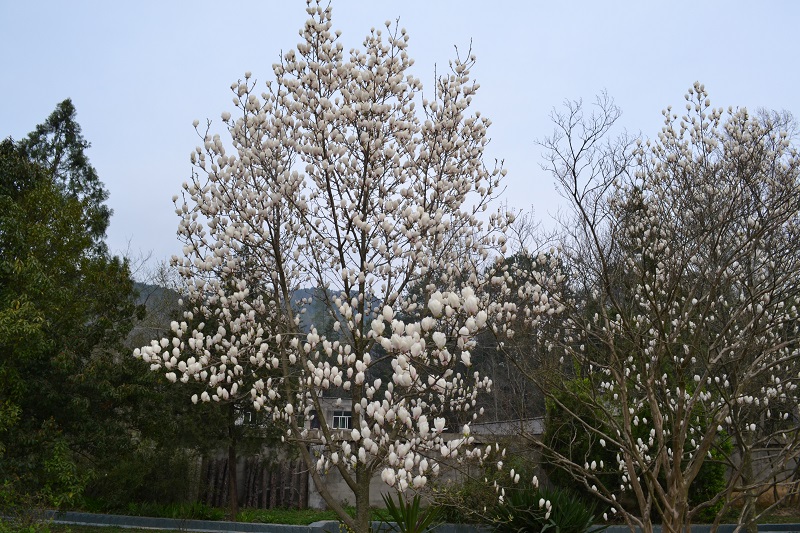 DSC_0036.JPG