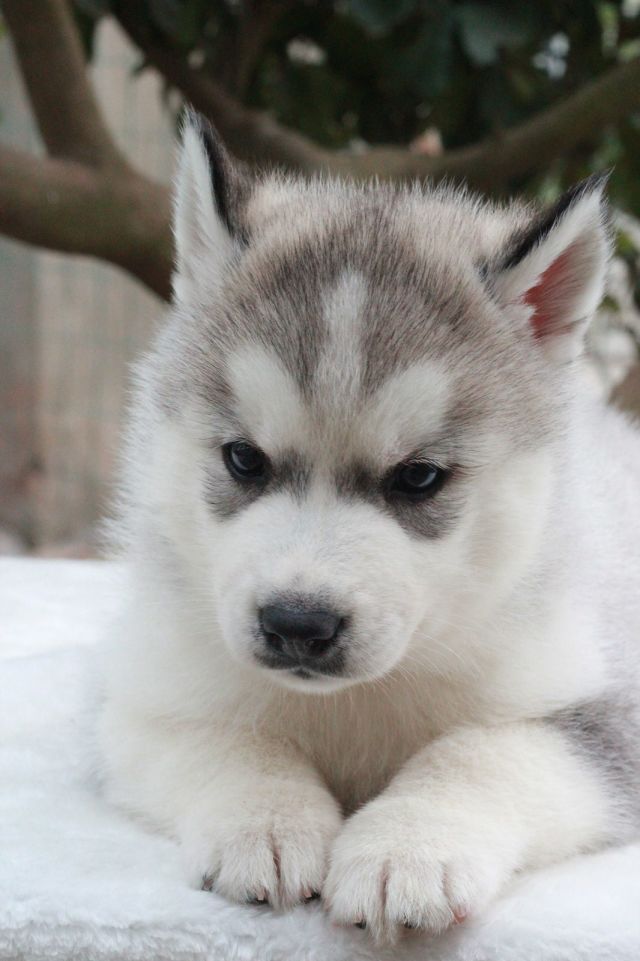 成都二环内大型宠物门店~纯种哈士奇·保障顾客消费利益