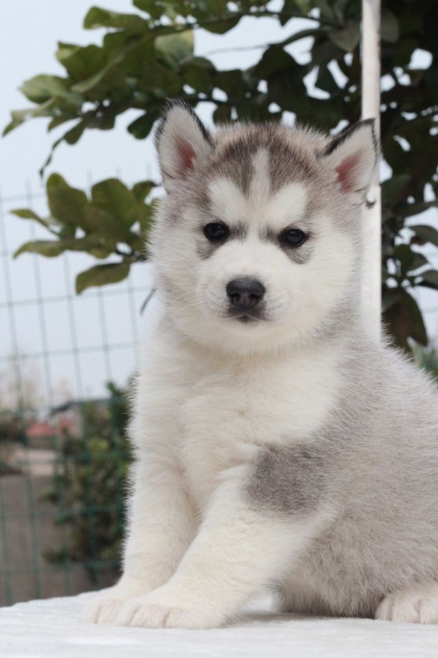 成都二环内大型宠物门店~纯种哈士奇·保障顾客消费利益