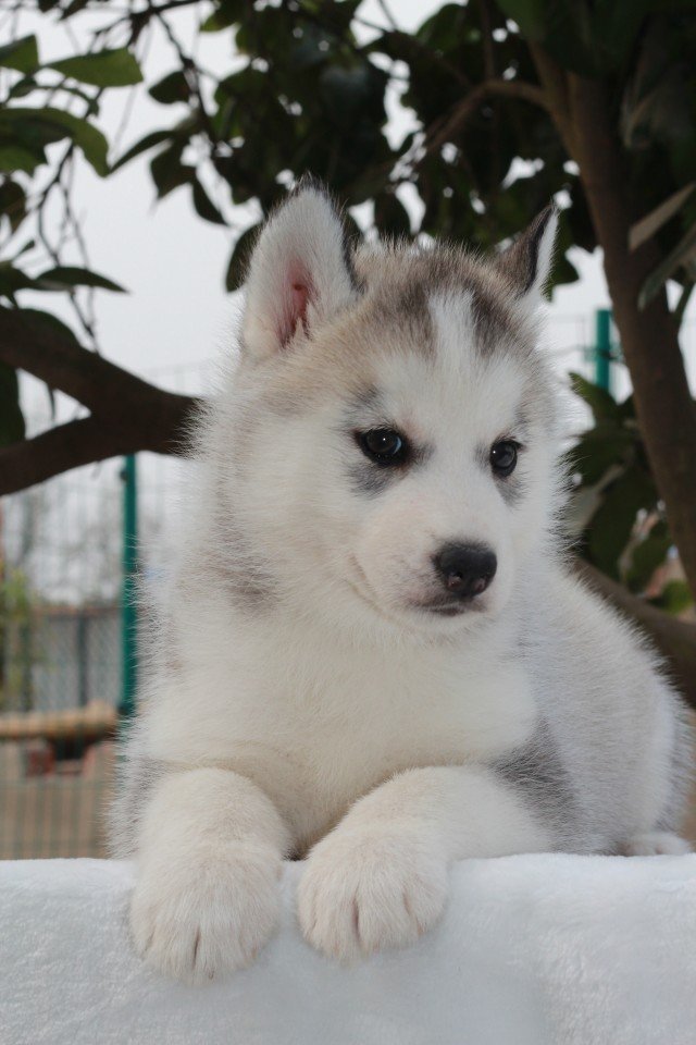 成都二环内大型宠物门店~纯种哈士奇·保障顾客消费利益