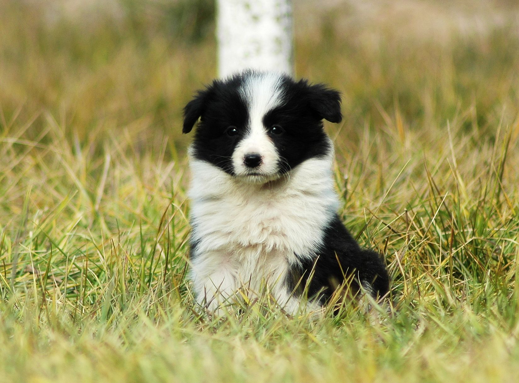 边境牧羊犬 纯种边牧 边牧幼犬 纯种边牧养殖基地
