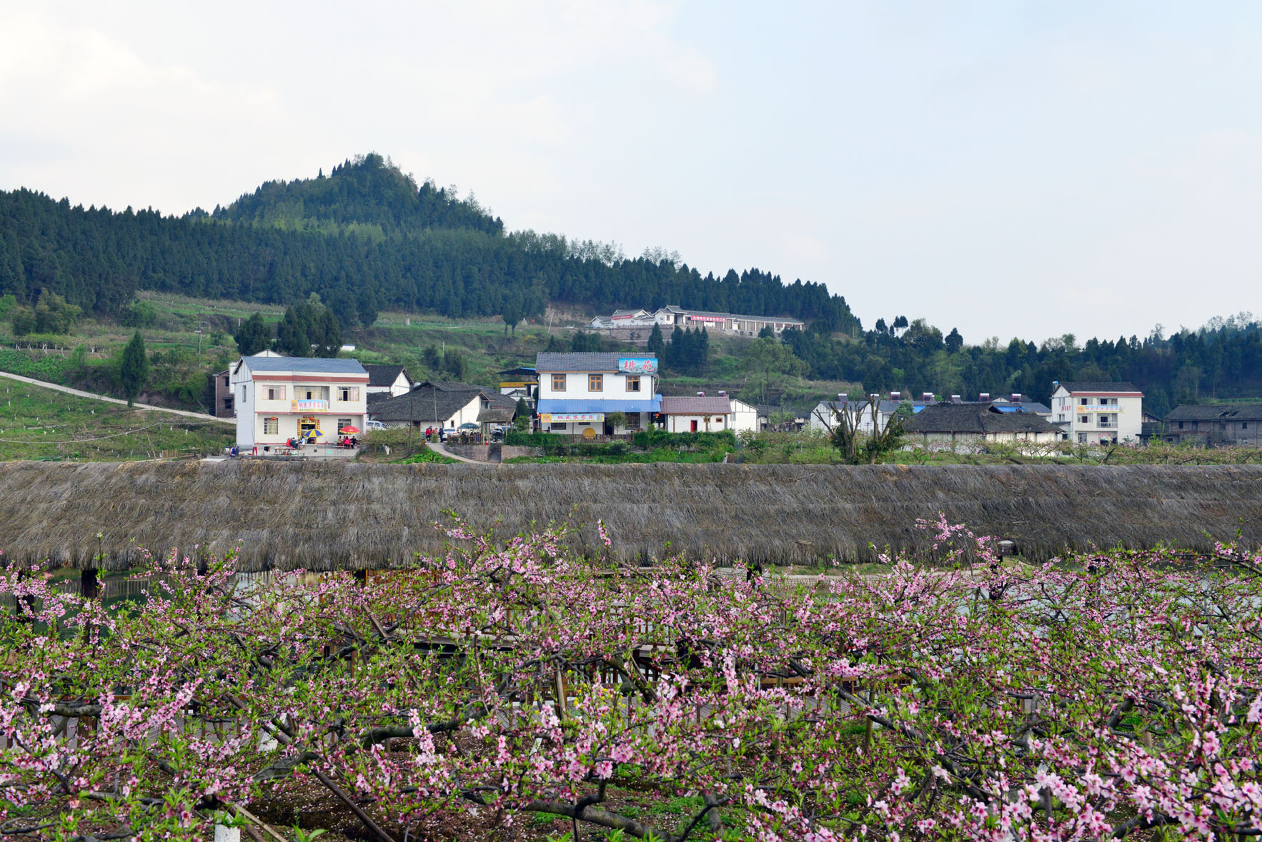 ¥DSC_6551 (2).JPG