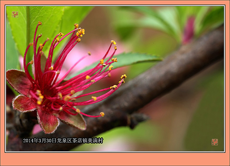 桃花的颜色有几种花蕊图片