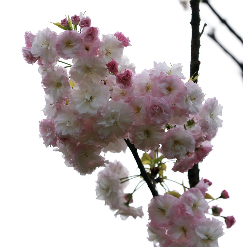 IMG_2872.JPG