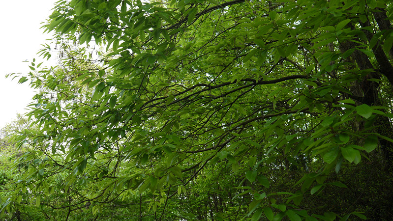 P1000783.JPG