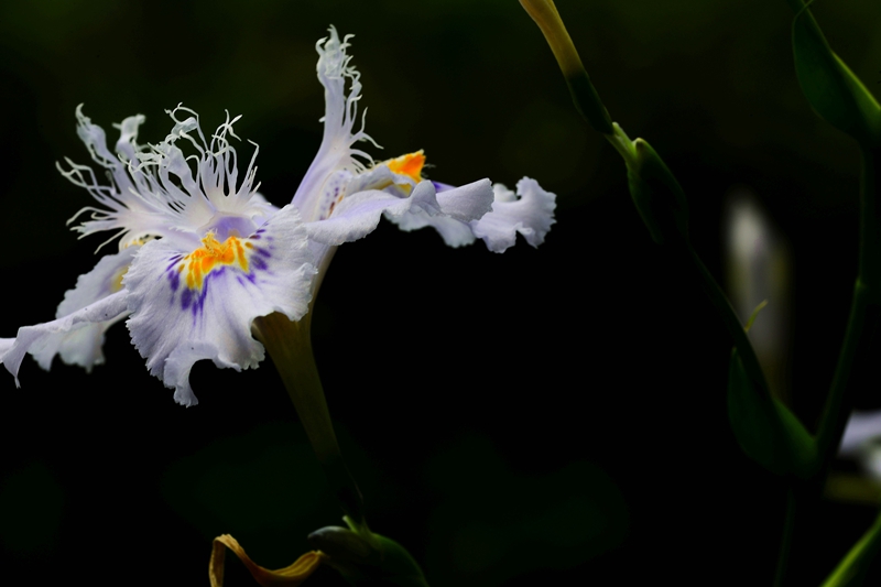 DSC_6610.JPG