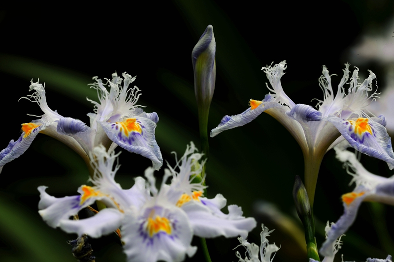 DSC_6619.JPG