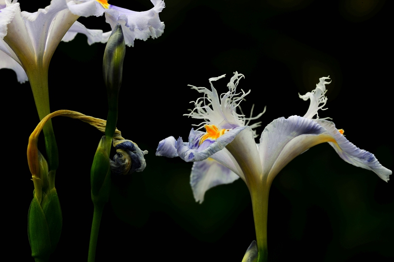 DSC_6630.JPG