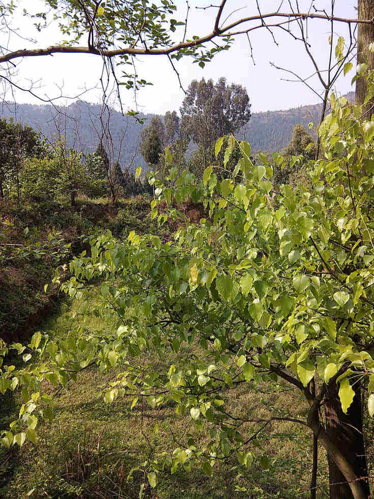 IMG_20140407_103839.jpg
