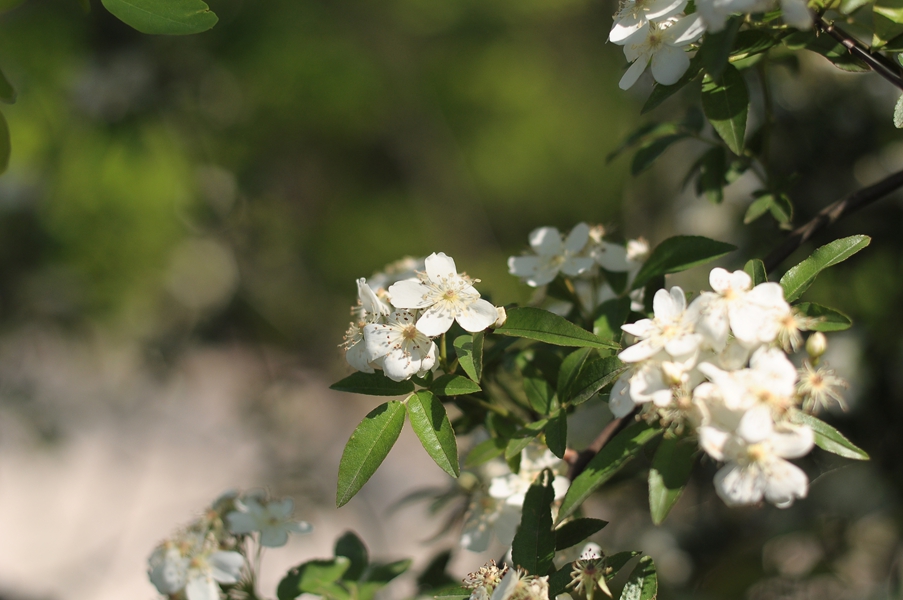 DSC_0422.JPG