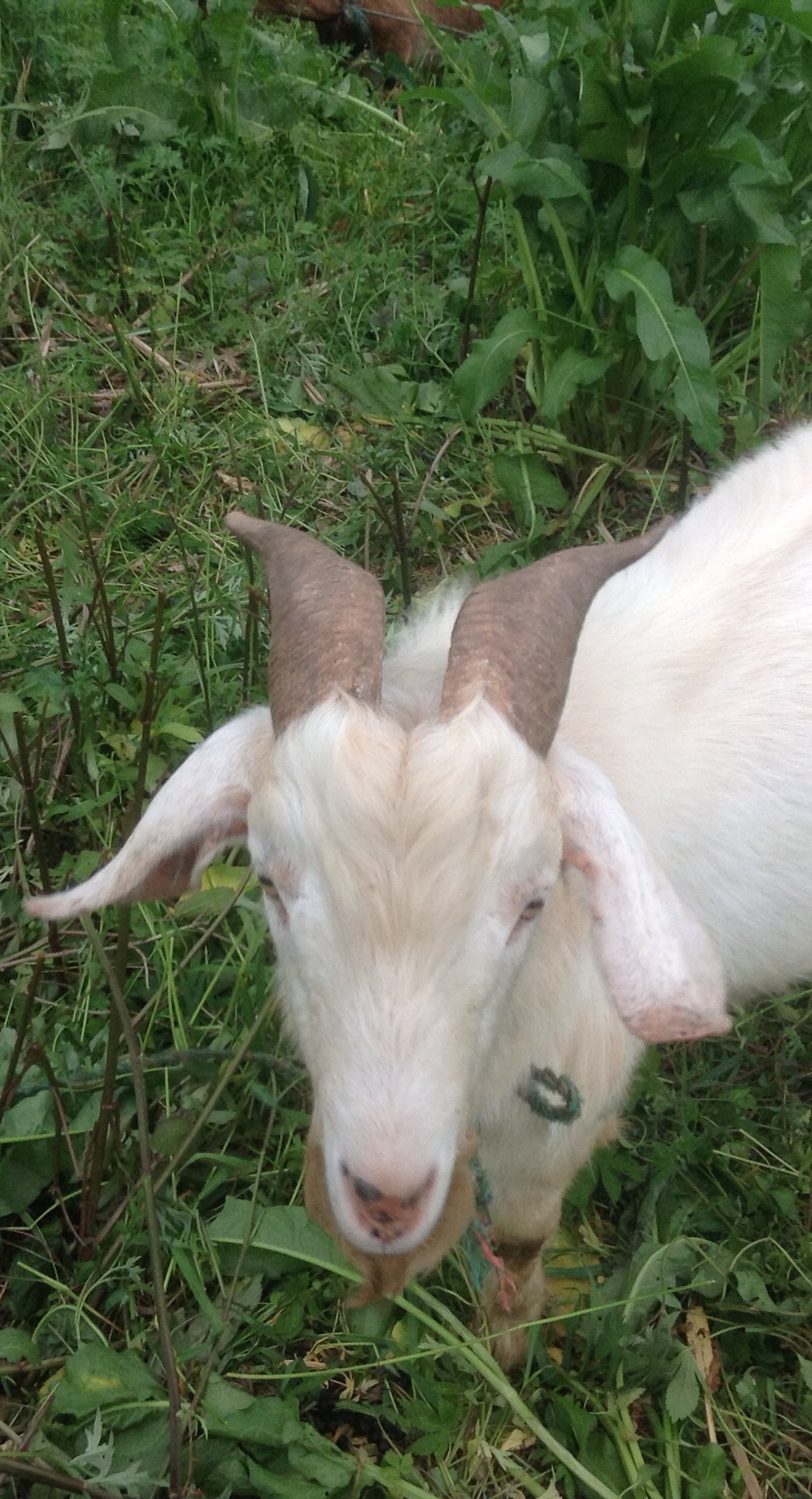 我愿做一只小羊,依偎你身旁