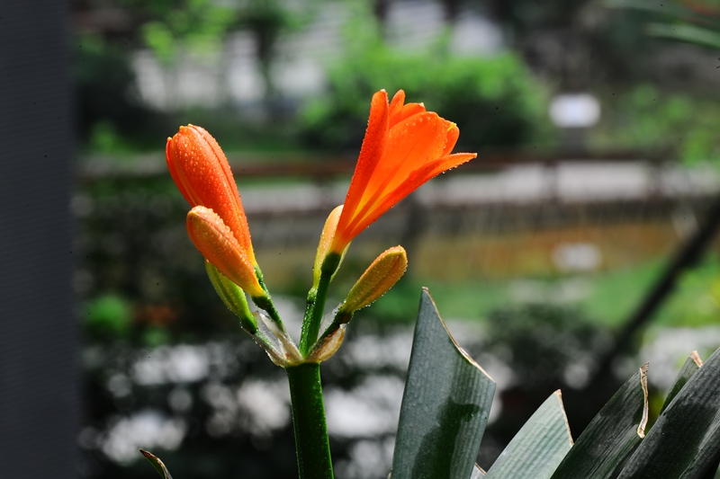 DSC_6653.JPG