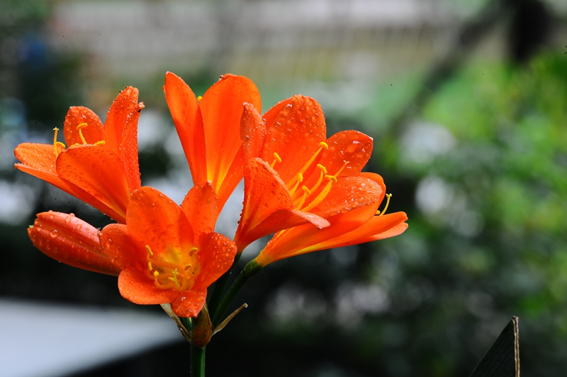 DSC_6768.JPG