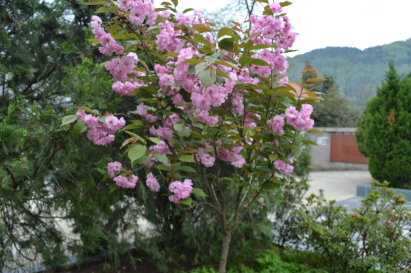DSC_0006.JPG