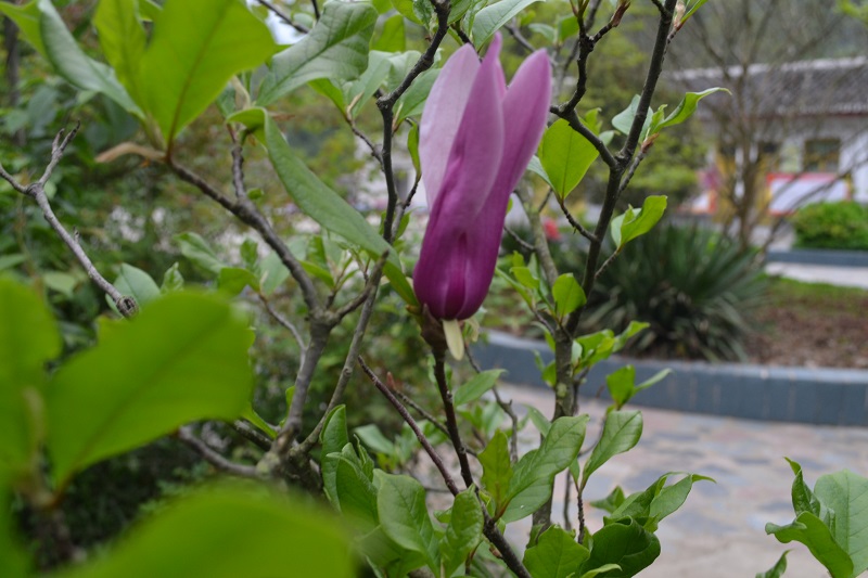 DSC_0086.JPG
