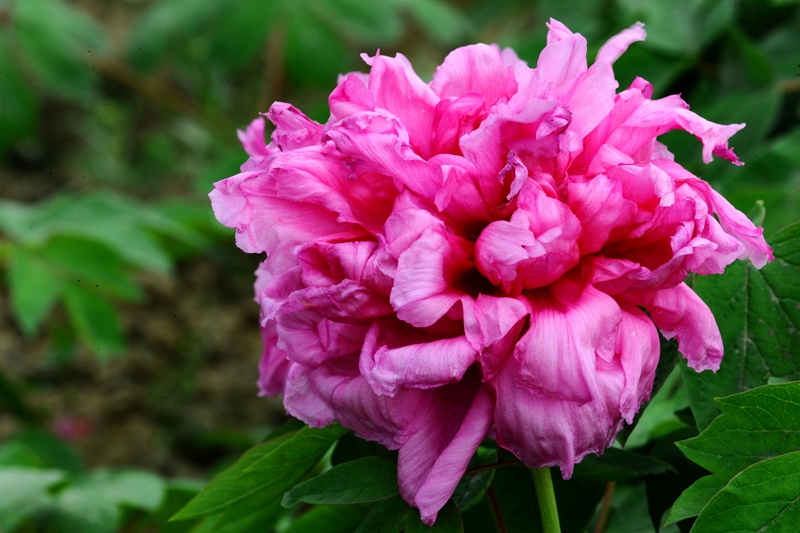 DSC_6686.JPG