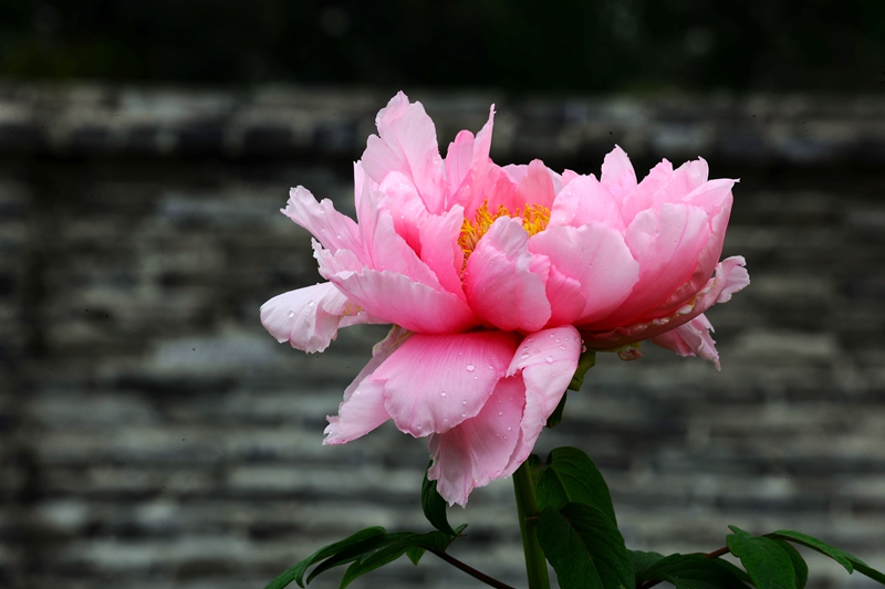 DSC_6745.JPG