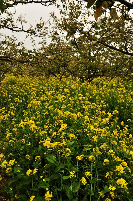 DSC_0228_conew1.jpg