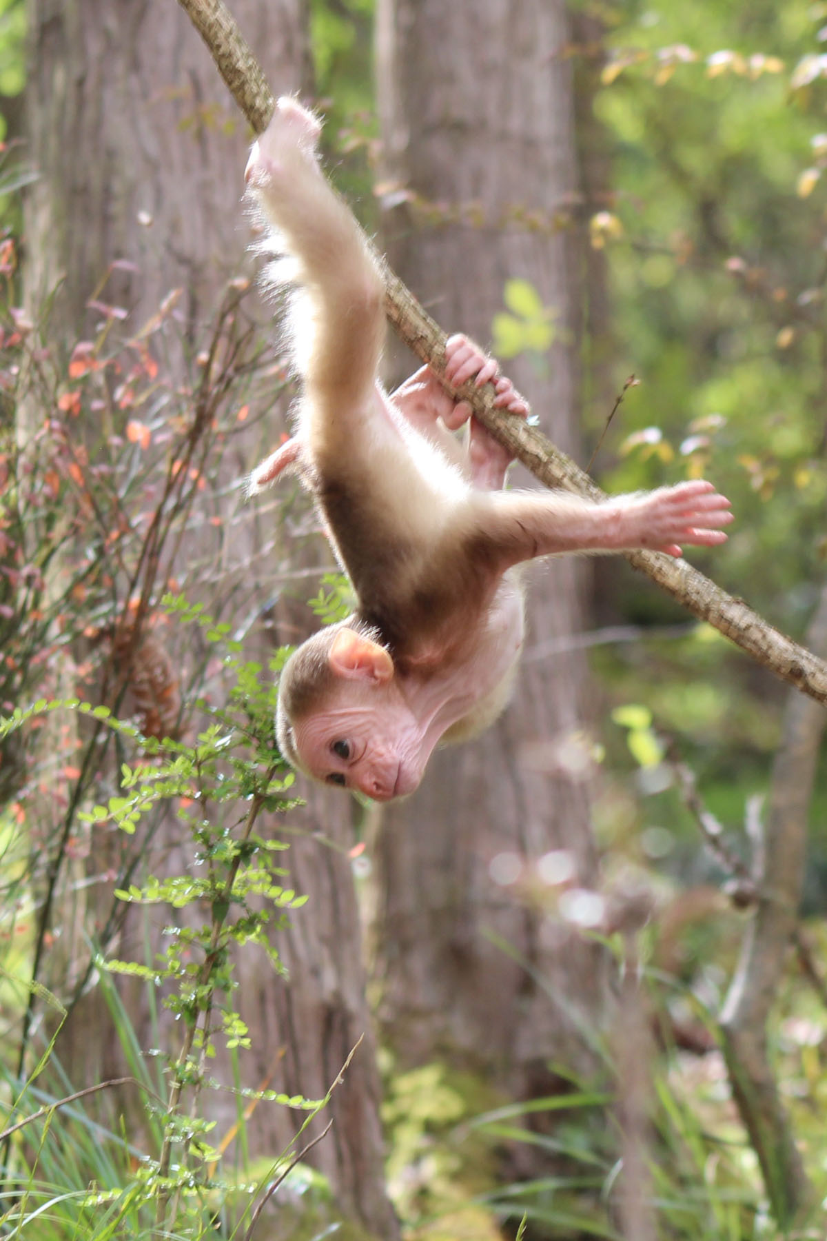 913043975830078px],在树枝上随意地上窜下跳,翻跟头,倒挂,身手敏捷.