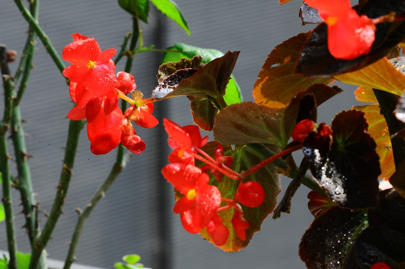 我家迟开的海棠,还有蓝色妖姬!