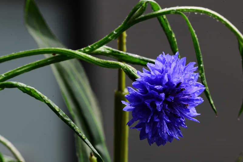 我家迟开的海棠,还有蓝色妖姬!