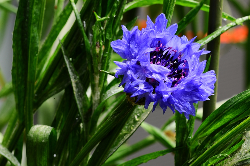 我家迟开的海棠,还有蓝色妖姬!