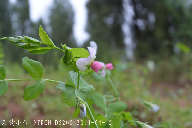 DSC_1232.JPG
