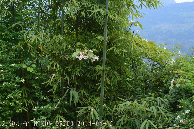 DSC_1296.JPG