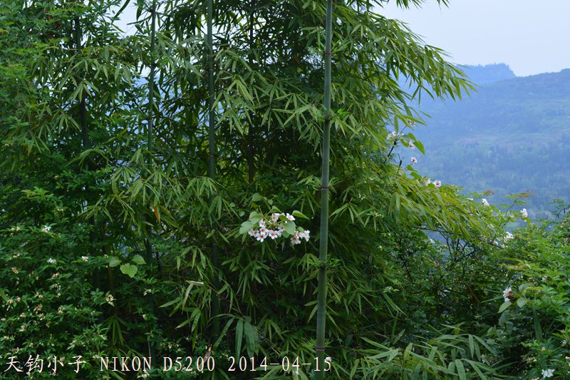 DSC_1295.JPG