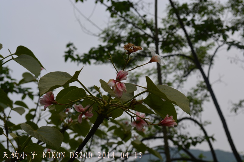 DSC_1337.JPG