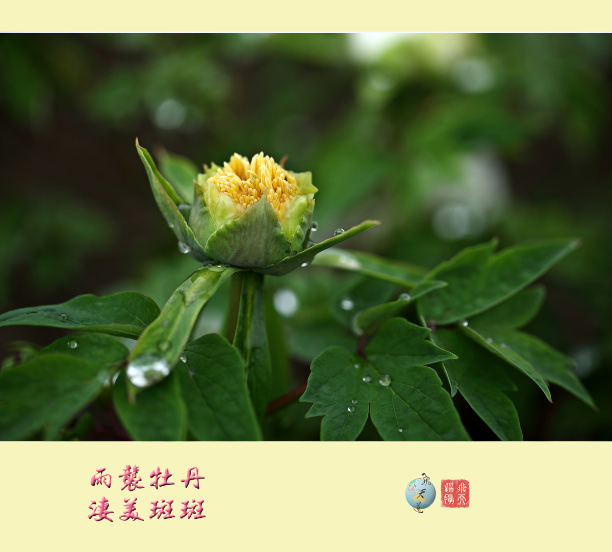 雨袭牡丹凄美斑斑