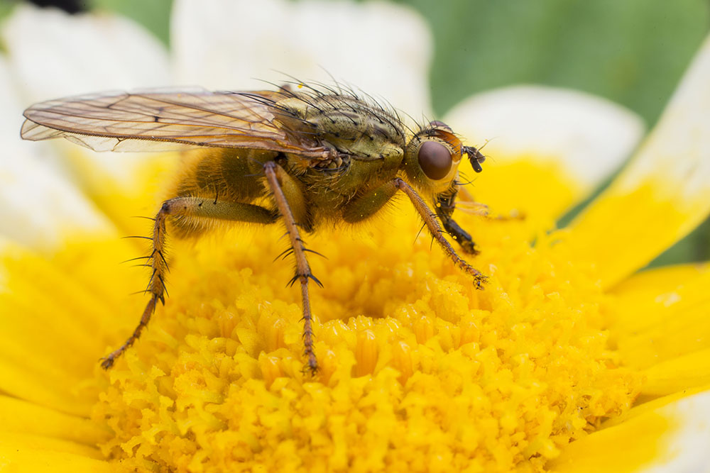 蝇虫采粉