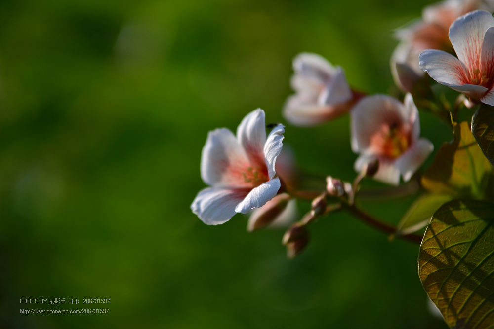 DSC_4016.jpg